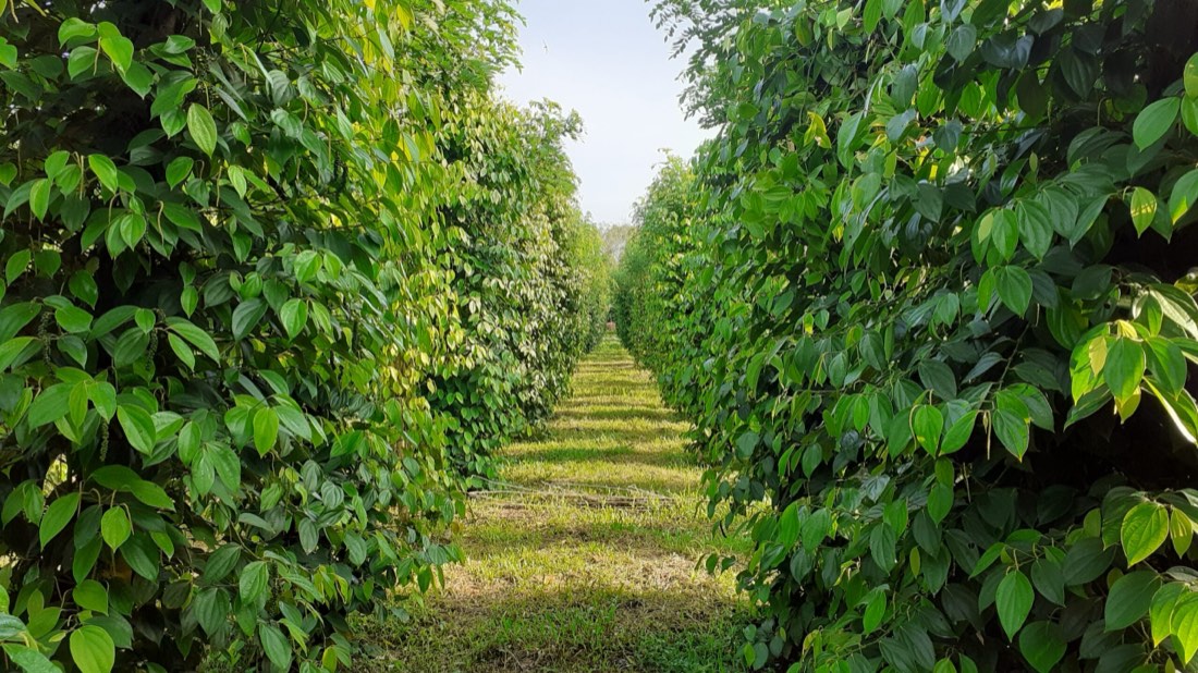 aGROWforests