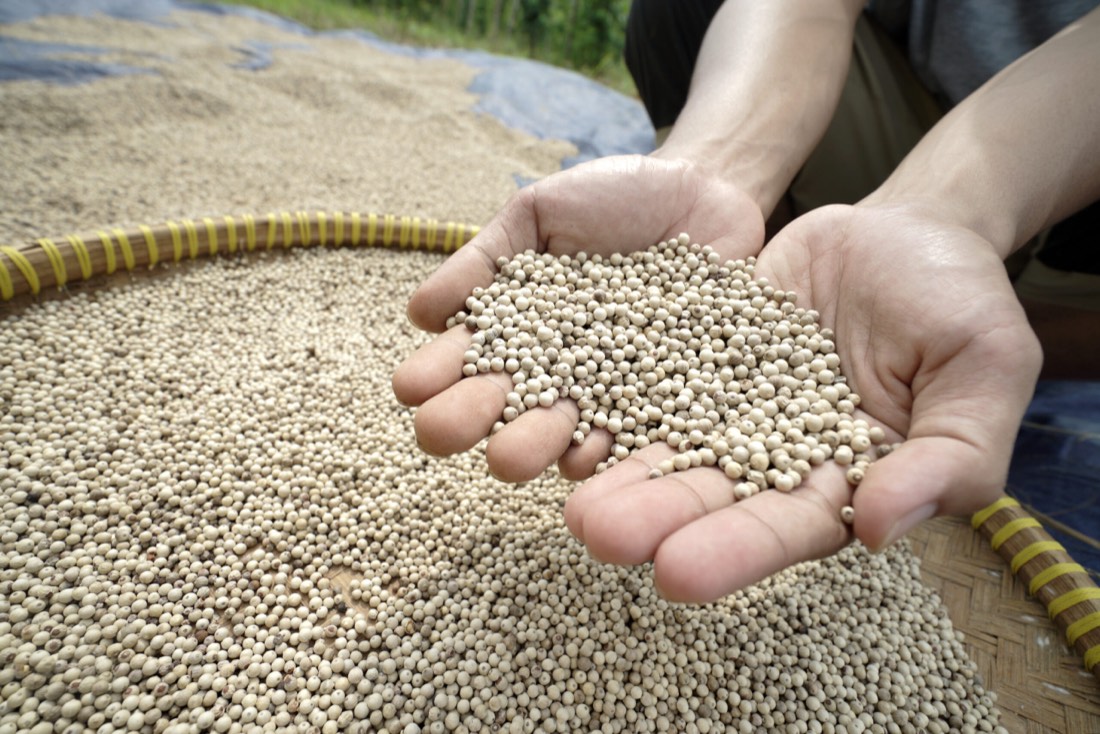 PT Cinquer Agro Nusantara
